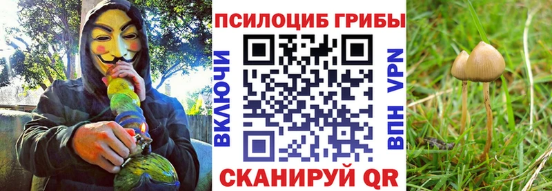 Галлюциногенные грибы Psilocybe  Фокино 